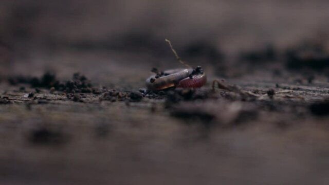 Macro slow motion shot of a worm wiggling in the dirt