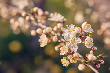 Blooming cherry in the garden. Soft focus Grass Flower