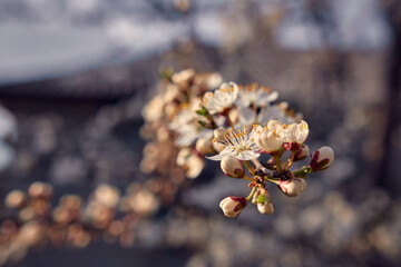 Blooming cherry in the garden. Soft focus Grass Flower