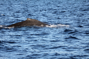 Humpback Whale - Hawaii