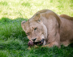 Naklejka na ściany i meble Female lion feeding on a piece of meat
