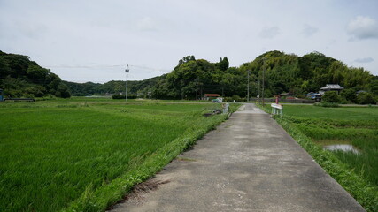 Fototapeta na wymiar path in the Japanese countryside next to rice fields