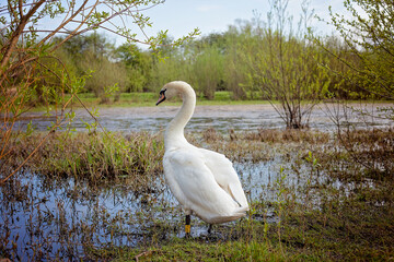 A Mute Swan in its natural wetland habitat in Britain.These images were taken beside the River Aire.