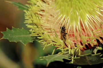 Western Honey Bee (Apis mellifera) inside Oak-leaf Dryandra flower, South Australia