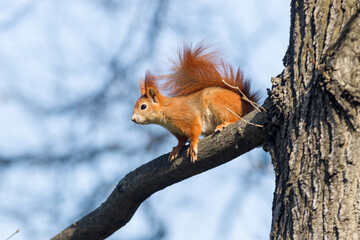 Red squirrel, Sciurus vulgaris climbing on the tree in the park Stromovka, Prague, Czech Republic.