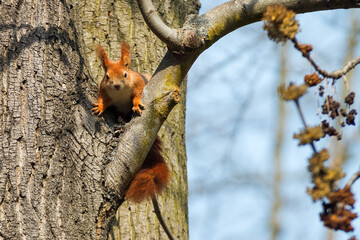 Red squirrel, Sciurus vulgaris climbing on the tree in the park Stromovka, Prague, Czech Republic.