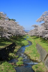 観音寺川の桜（福島県・猪苗代町）
