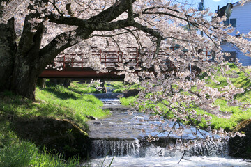 観音寺川の桜（福島県・猪苗代町）