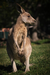 Kangaroo in the park in Australia. High quality photo