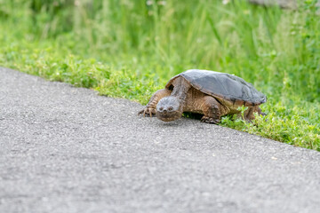 Snapping turtle crossing a bike path in summer - a prehistoric looking turtle