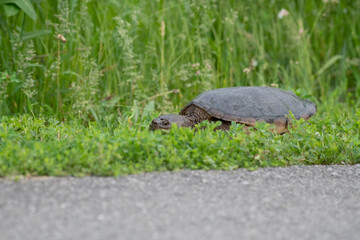 Snapping turtle walking through grass along a bike path