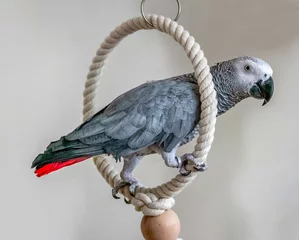 Stoff pro Meter african grey parrot © Marcos