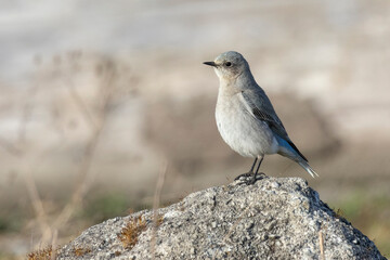 Female Mountain bluebird