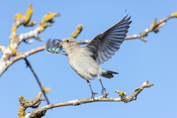 Female Mountain bluebird
