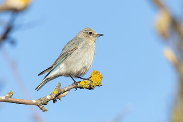 Female Mountain bluebird