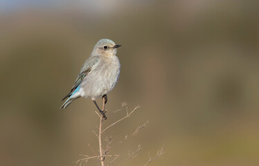 Female Mountain bluebird