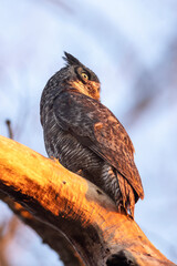 great horned owl