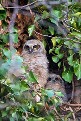 great horned owlet