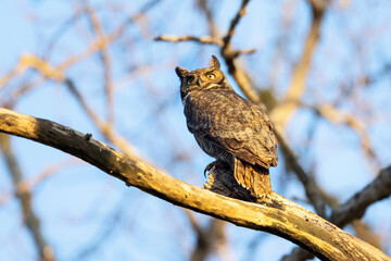 great horned owl