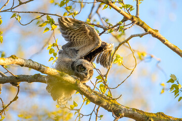 great horned owlet