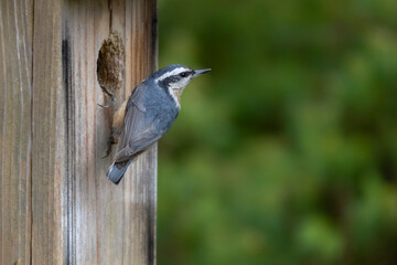 Red breasted nuthatch