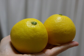 掌の上の日向夏