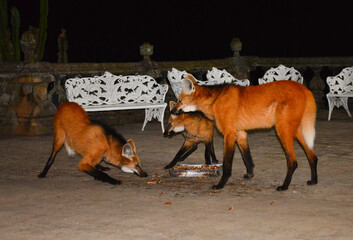 Three maned wolves (Chrysocyon brachyurus), the largest canines in South America, feeding on the nightly food left by the caretaker of the Santuário do Caraça, Minas Gerais, Brazil.   © Pedro