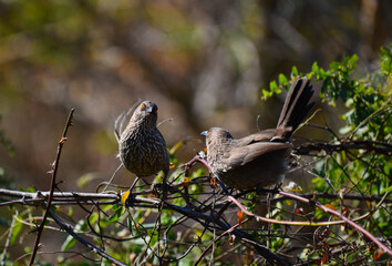 A couple of arrow-marked babblers at Lower Sabie, Kruger National Park, South Africa.