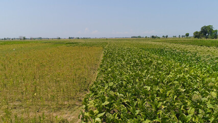 Fototapeta na wymiar tobacco field with green plants in Indonesia. Growing tobacco on farmland. tobacco plantation java, indonesia
