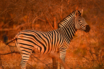 A Burchell's zebra during sunrise on a wildlife reserve, Greater Kruger area, South Africa
