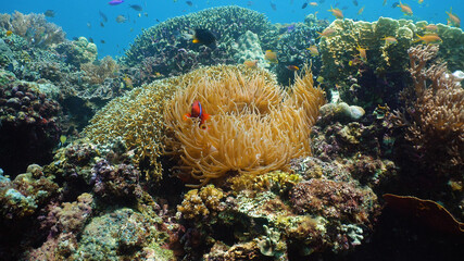 Sea anemone and clown fish on coral reef, tropical fishes. Underwater world diving and snorkeling on coral reef. Hard and soft corals underwater landscape