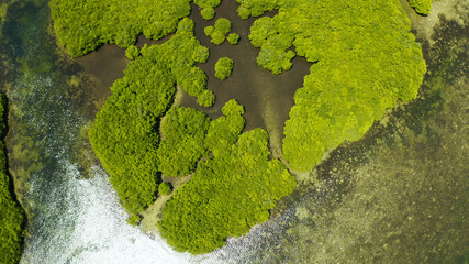 Mangrove trees in the water on a tropical island. An ecosystem in the Philippines, a mangrove forest.