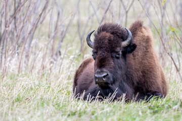 A close portrait of American Bison during spring time