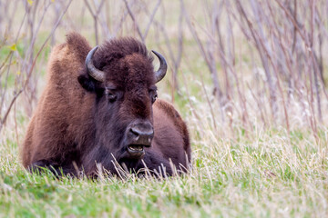 A close portrait of American Bison during spring time