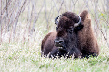 Fototapeta premium A close portrait of American Bison during spring time