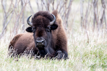 A close portrait of American Bison during spring time