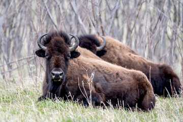 A close portrait of American Bison during spring time