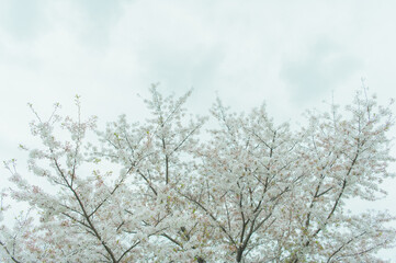 白桜