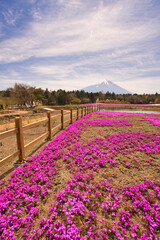 富士山と芝桜