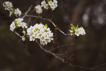 Obraz premium Close-up of white blossoms on a flowering tree in the Summerland Ornamental Gardens in springtime