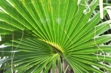 Palm Branch