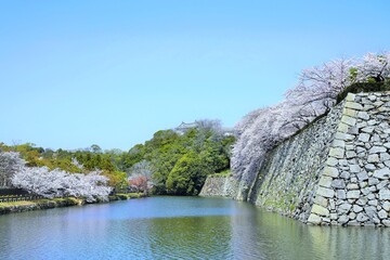 桜満開の姫路城