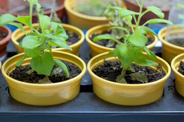 Seedlings of flowers in yellow pots of petunias, seedlings.