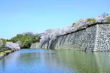 桜満開の姫路城