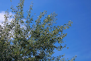 Populus alba, silver poplar, silverleaf poplar, white poplar tree