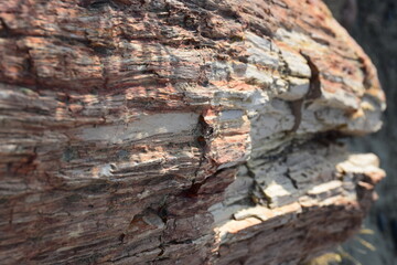 Corteza Petrificada (Patagonia)