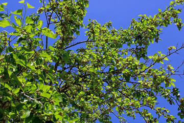 Fototapeta na wymiar white mulberry tree under blue sky background