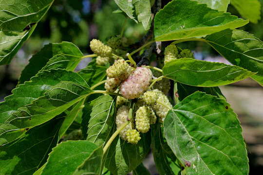 Morus alba (White mulberry) fruit in a tree branch