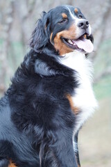 bernese mountain dog