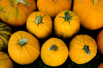 pumpkins on the ground